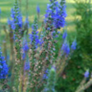 Meet your Posher, Cathy